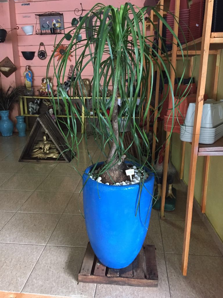 ATELIER DAS MUDAS E FLORES
