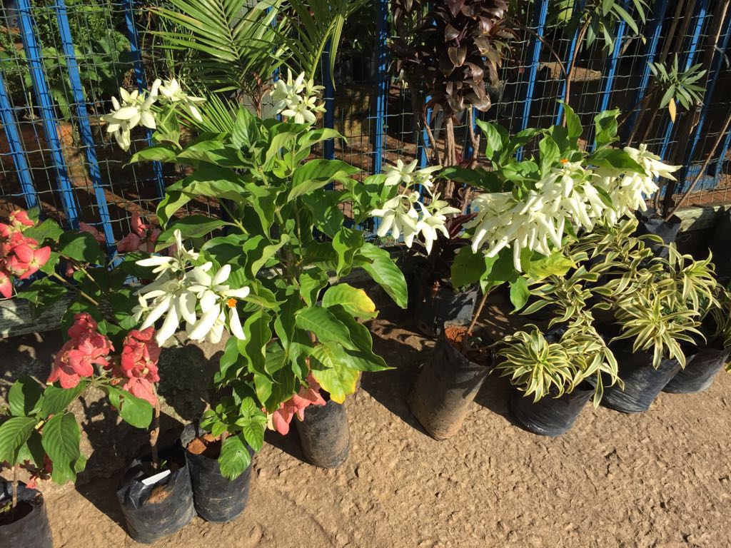 ATELIER DAS MUDAS E FLORES