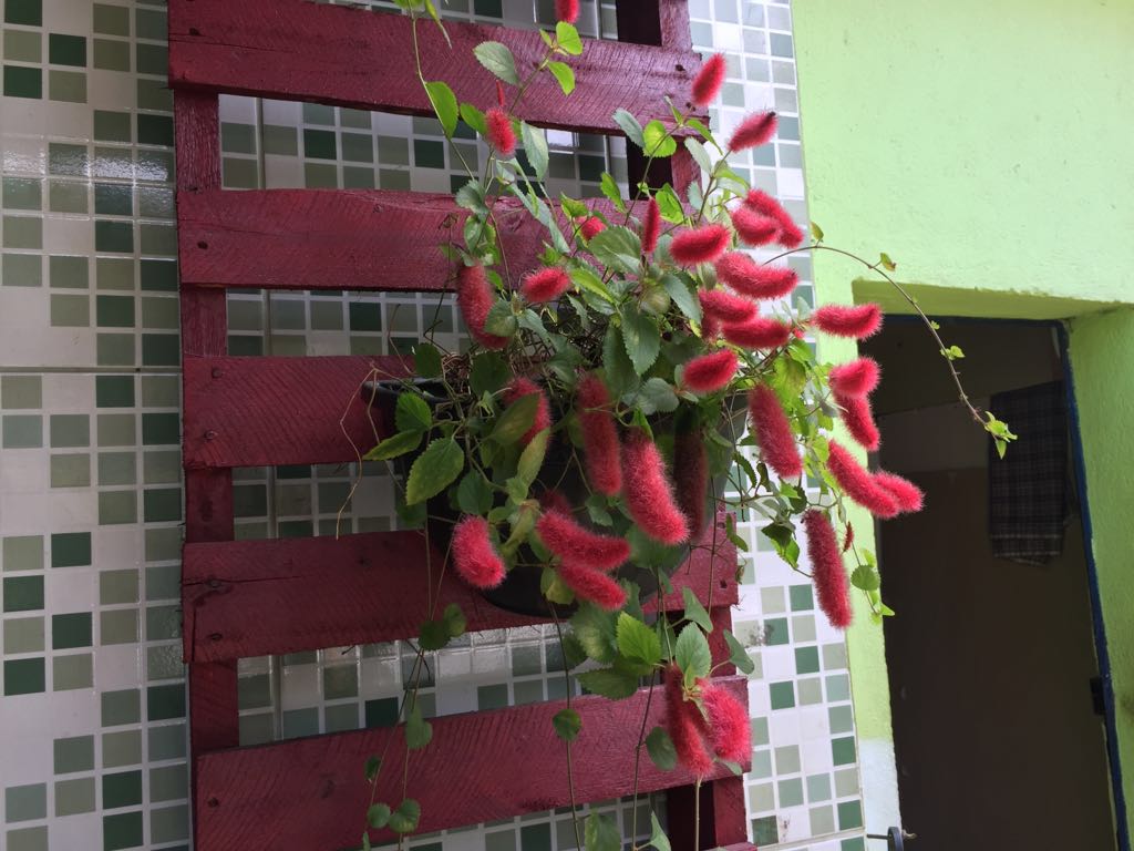 ATELIER DAS MUDAS E FLORES