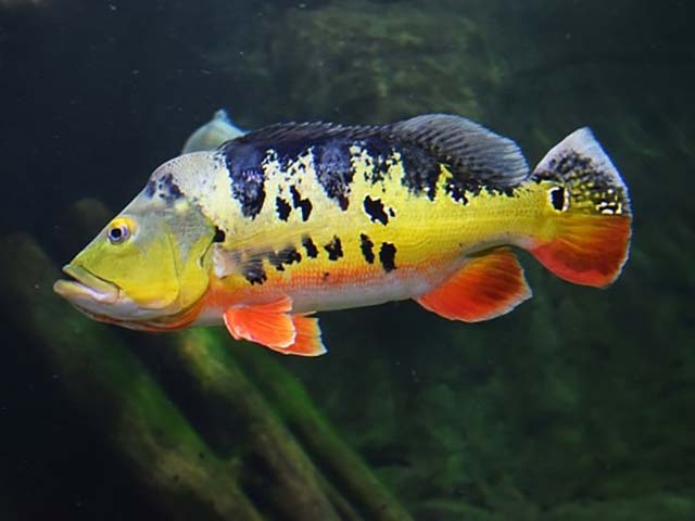 BELLO PEIXE LTDA